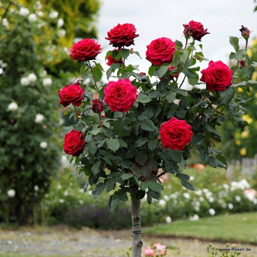 شتلة الورد Róża Gräfin Diana® na pniu